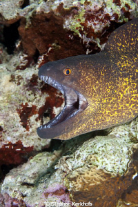 Yellowmargin moray taken in Na'ama Bay. by Stephan Kerkhofs 